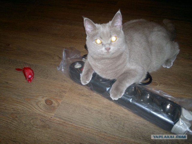 Котовторник   5.06.2012