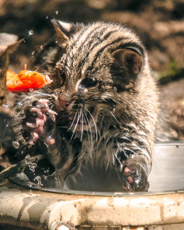 Котята-рыболовы учатся ловить рыбку