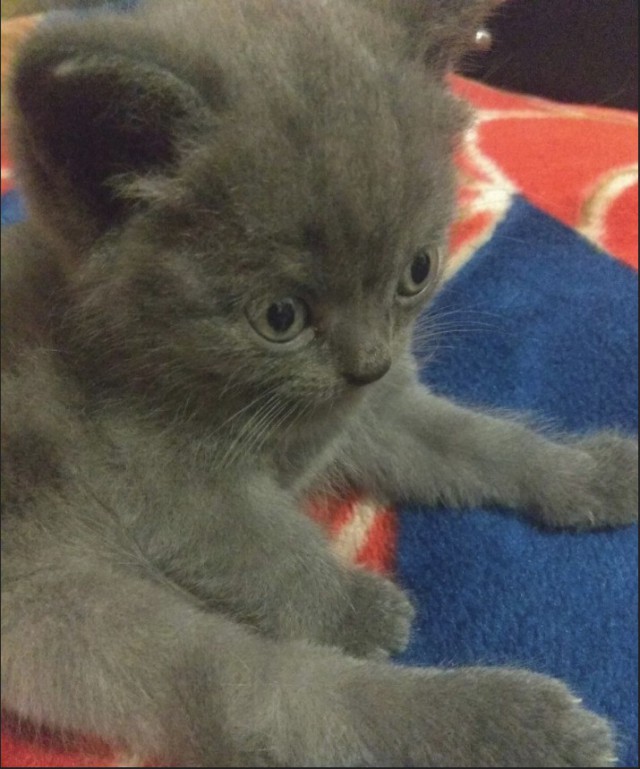 Забавные фото котеек