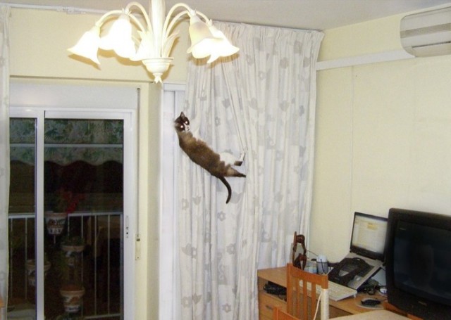 Прикольных котов пост