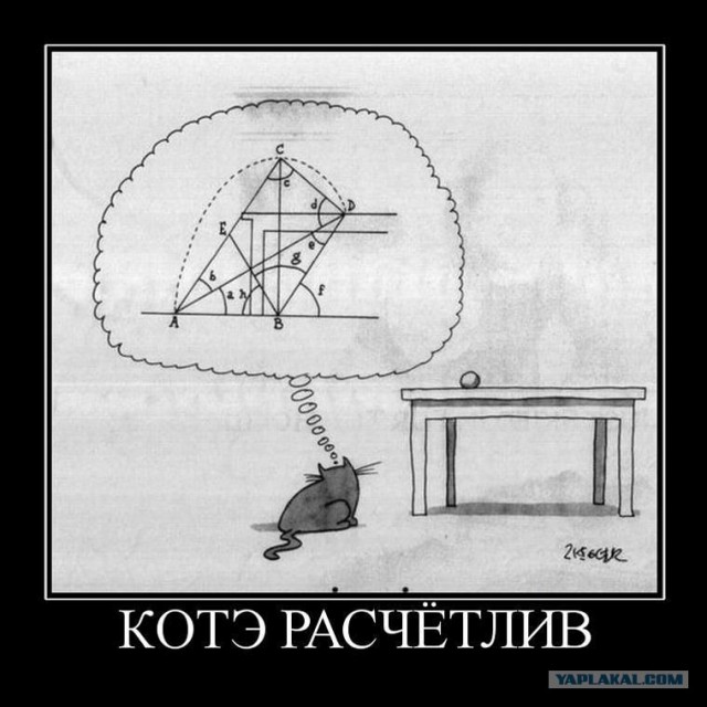 16 лучших котов сезона