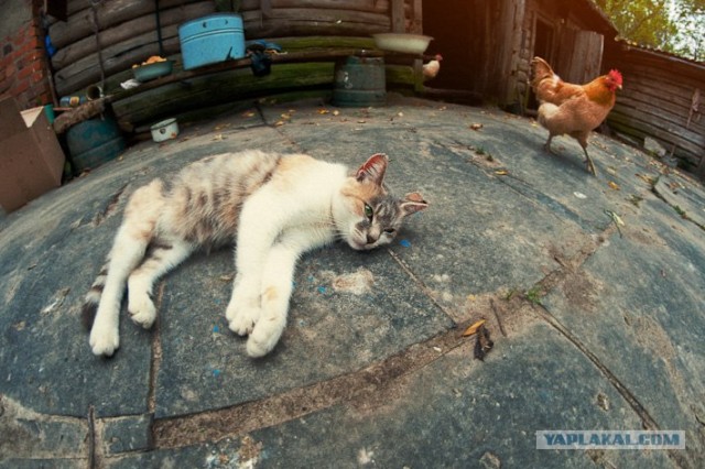 Новогодний Котовторник 01.01.2013