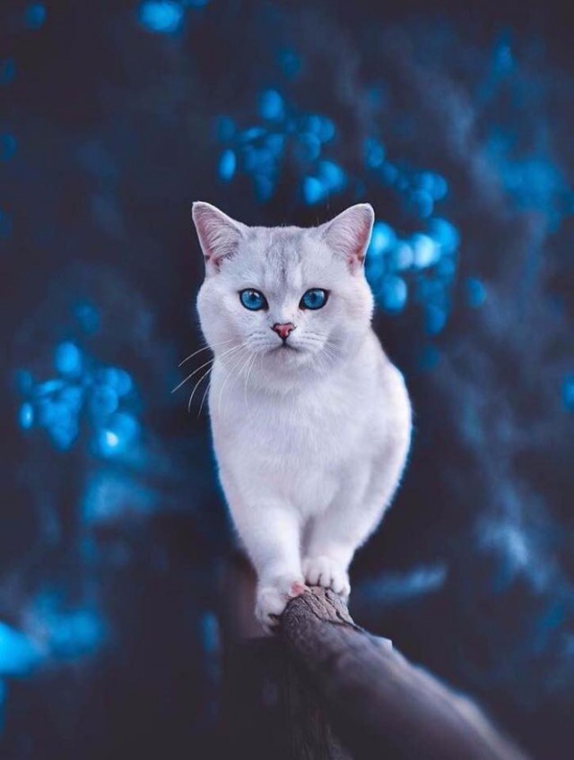 Мы маленькие котики, нам хочется гулять!