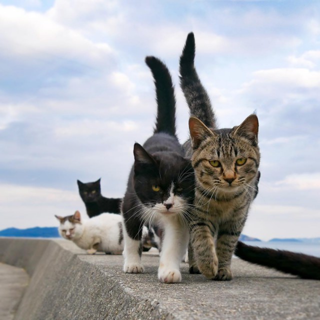 Котовторник! начнем? 04.06.19
