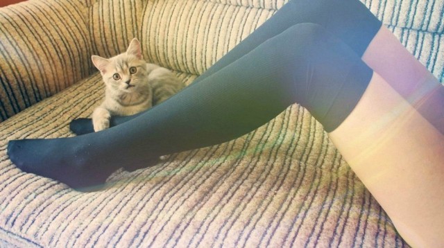 Котики