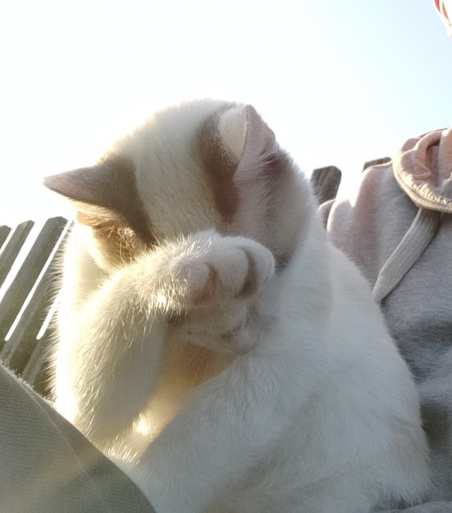 "Удоли!" Дурацкие фото котеек, которые они просили не показывать