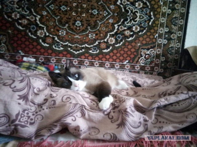 Котовторник 17.11.20