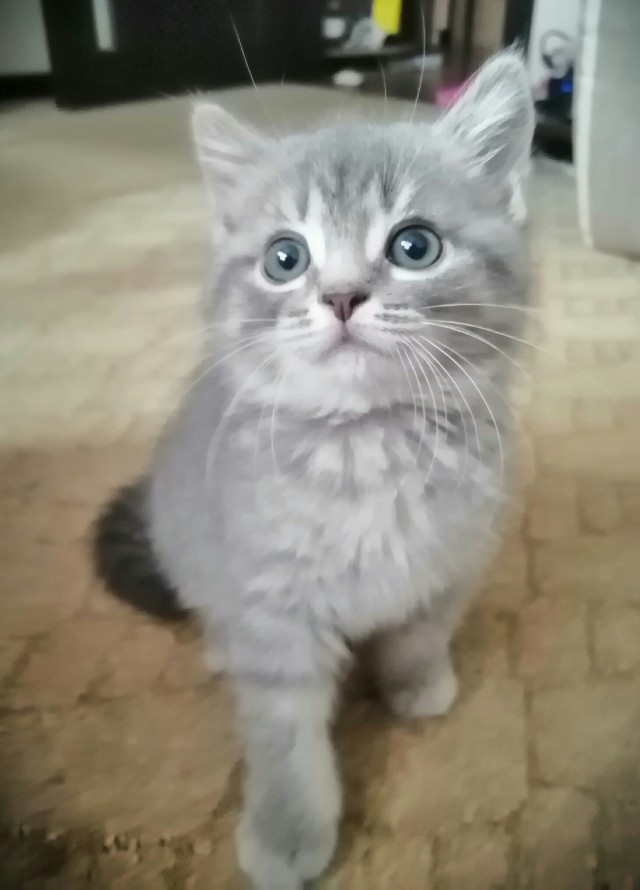 Котовторник. Добавляйте своих