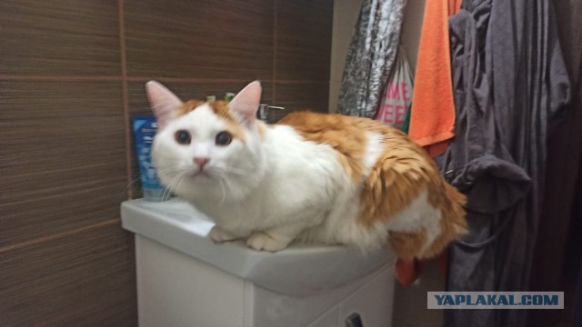 А котовторник уже начался?