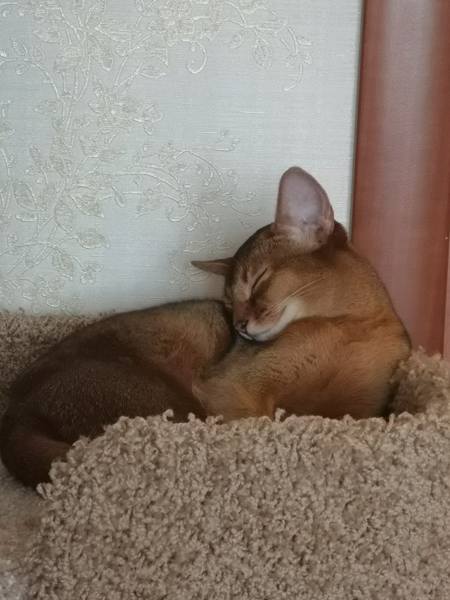 Последний котовторник лета