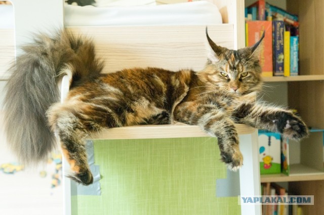Котовторник! Пара фоток суровых котов.