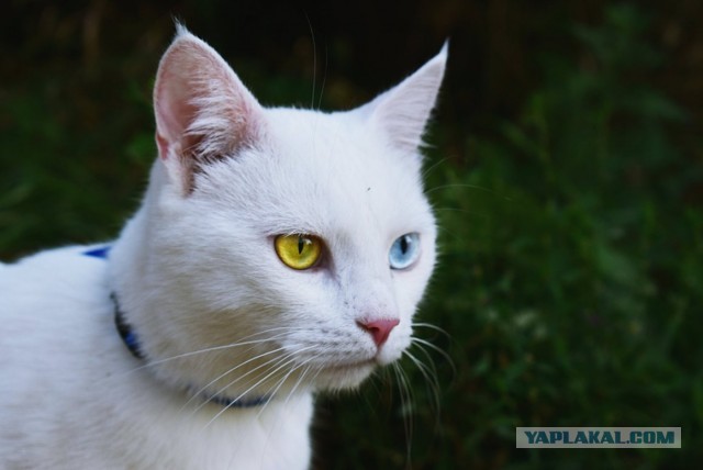 Стамбульские коты