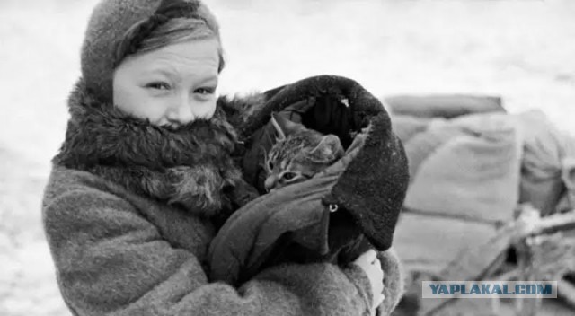 Кот Василий - герой блокадного Ленинграда
