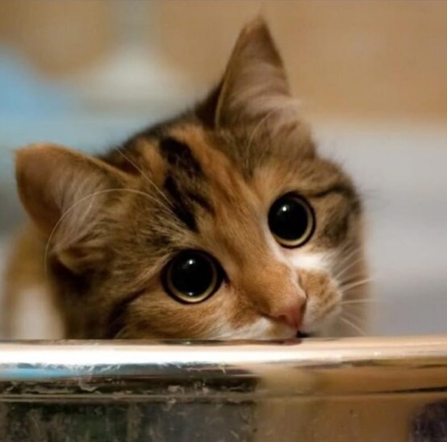 Коты-работяги