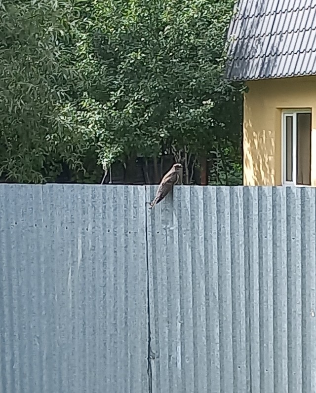 Птиц