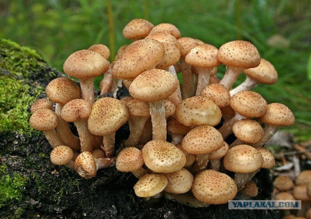 Накосили