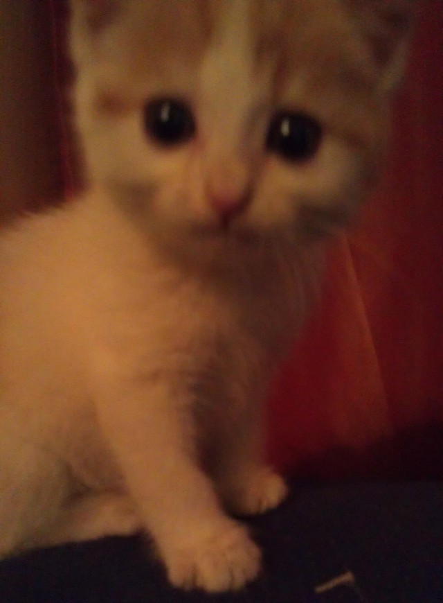 Котовторник 23.04.2013
