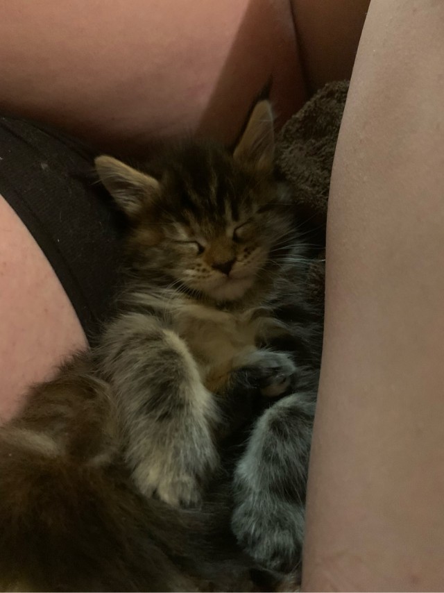 Мой котик, 3 месяца от роду