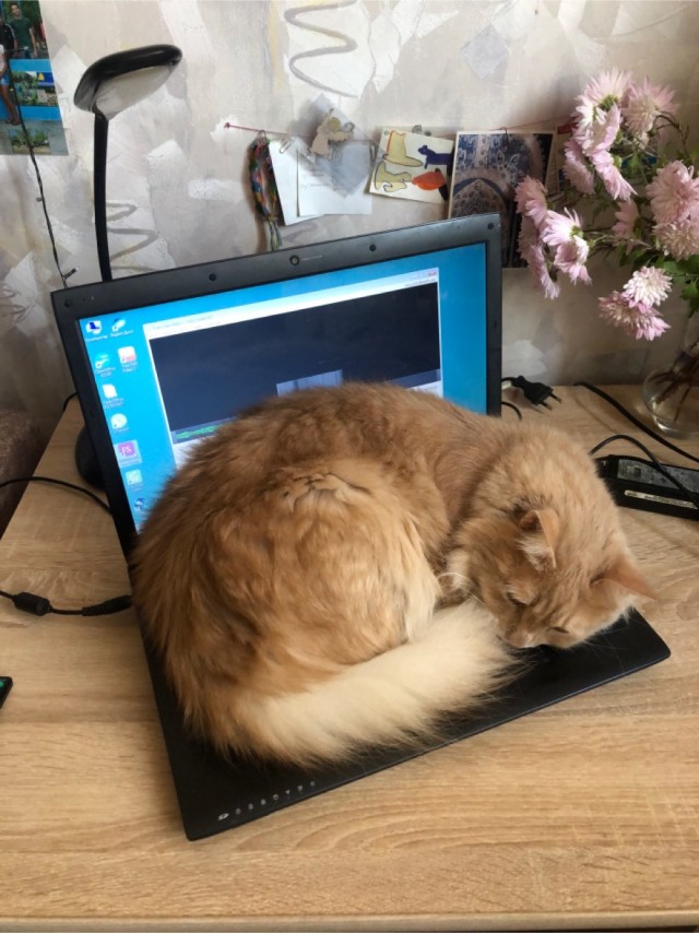 Толстые коты
