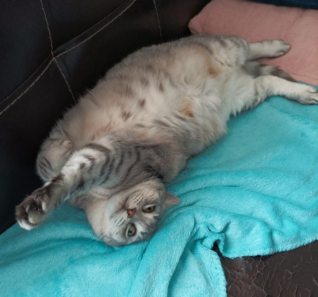 Котовторник!