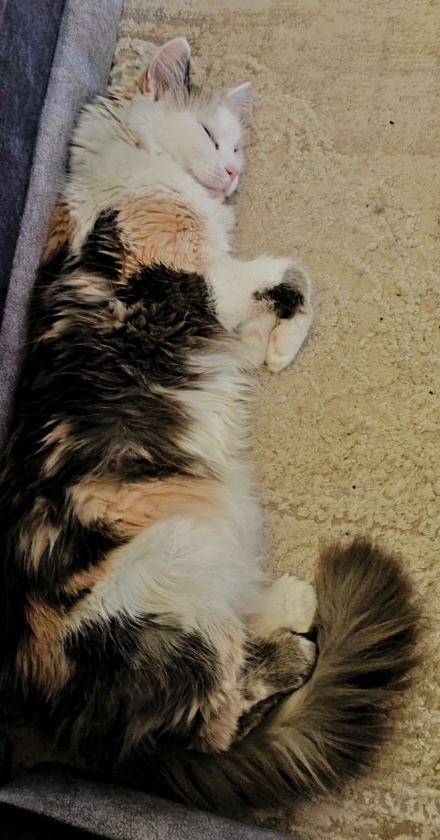 С Котовторником!