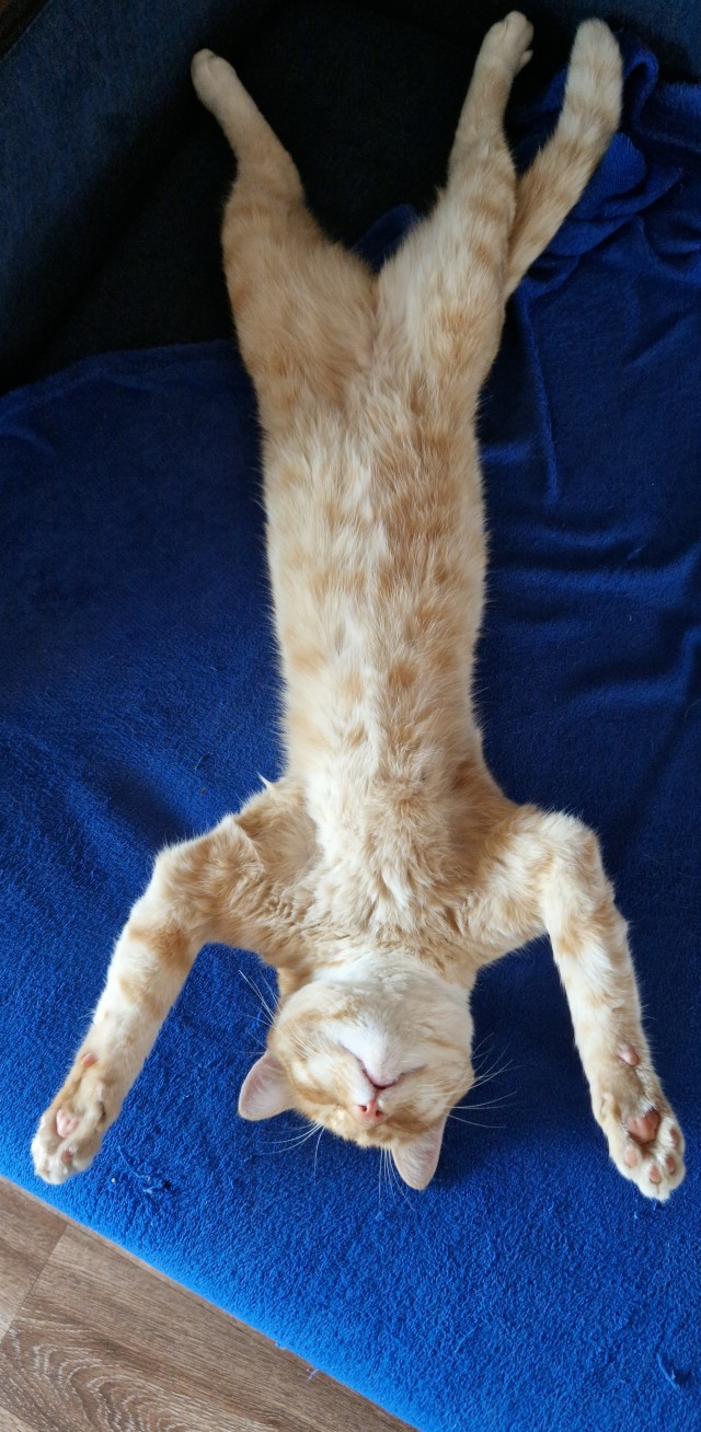 Котовторник
