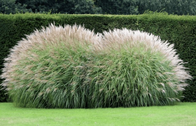 Зачем Россию собираются засадить "революционным" растением – мискантусом