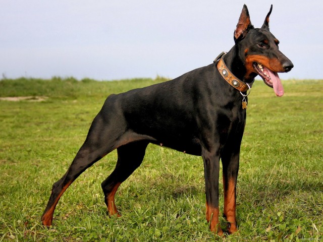А у Даны д.р. Ей 10 лет!