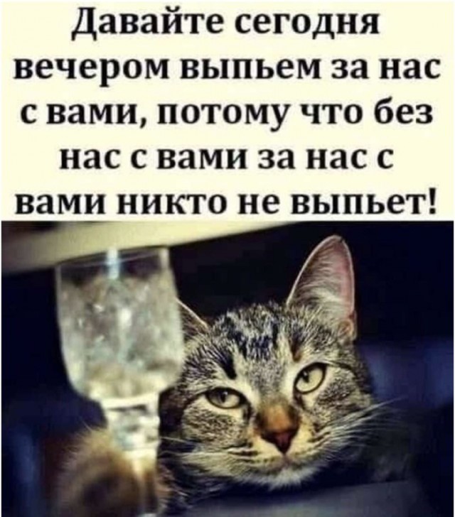 Котовторник в картинках