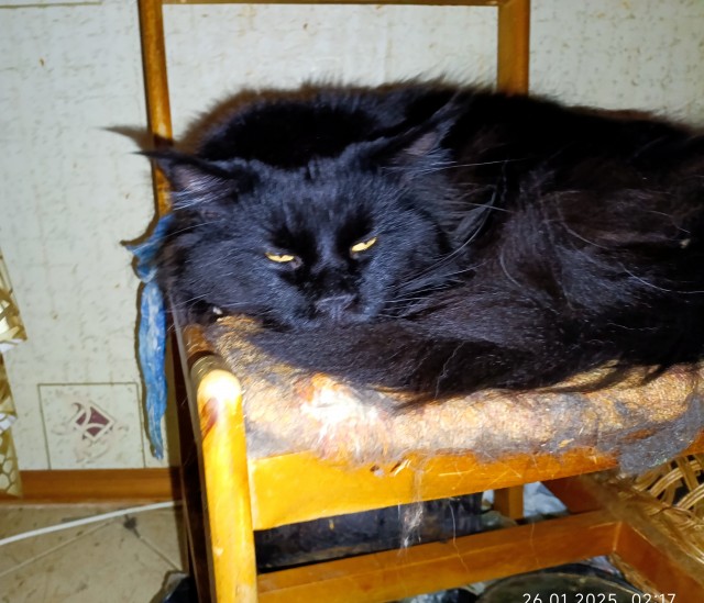 Кошачьи нежности