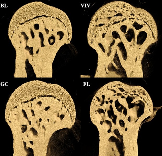 Эксперимент с мышами на МКС подтвердил: основная причина деградации костей — не радиация, а нехватка нагрузки
