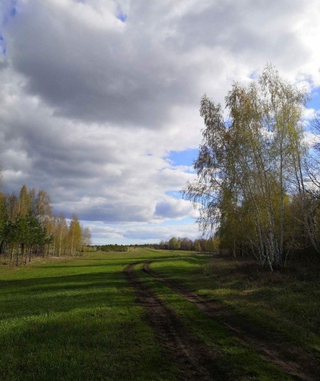 По по поводу грибы отсюда и весенний лес.