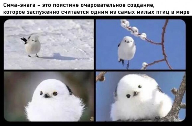Белый слон и другие картинки