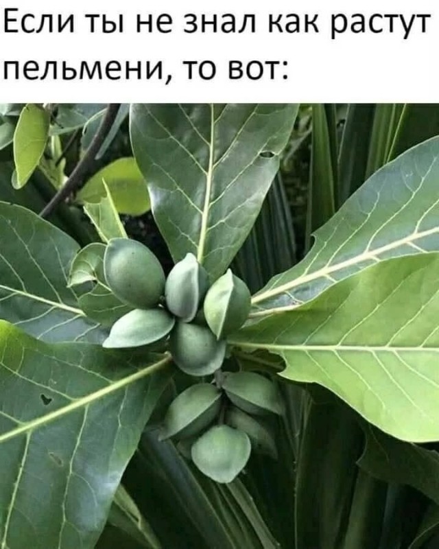 Так себе картинки 24.08.25