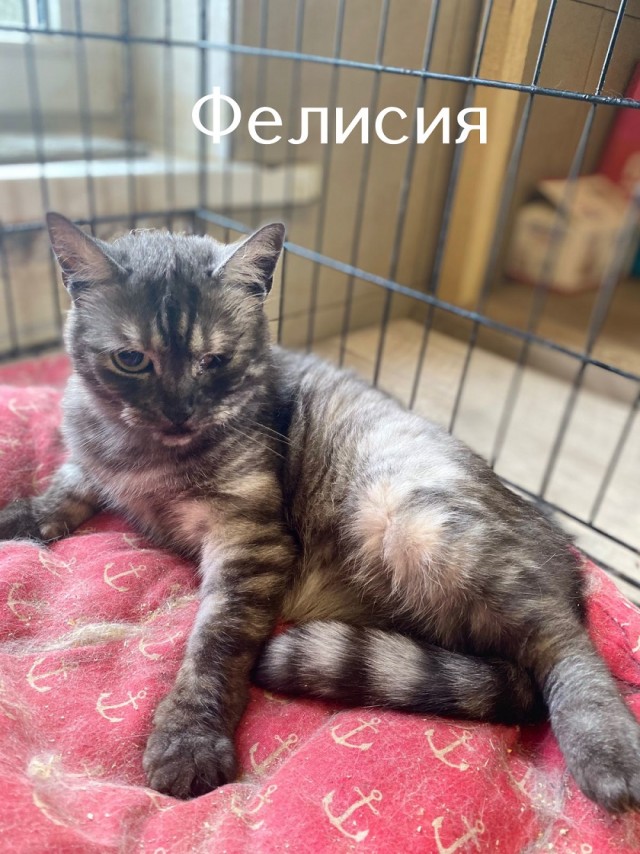 Жизнь домашнего приюта "Котоленд" 508