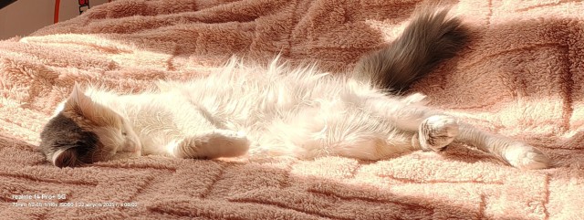 С котовторником!