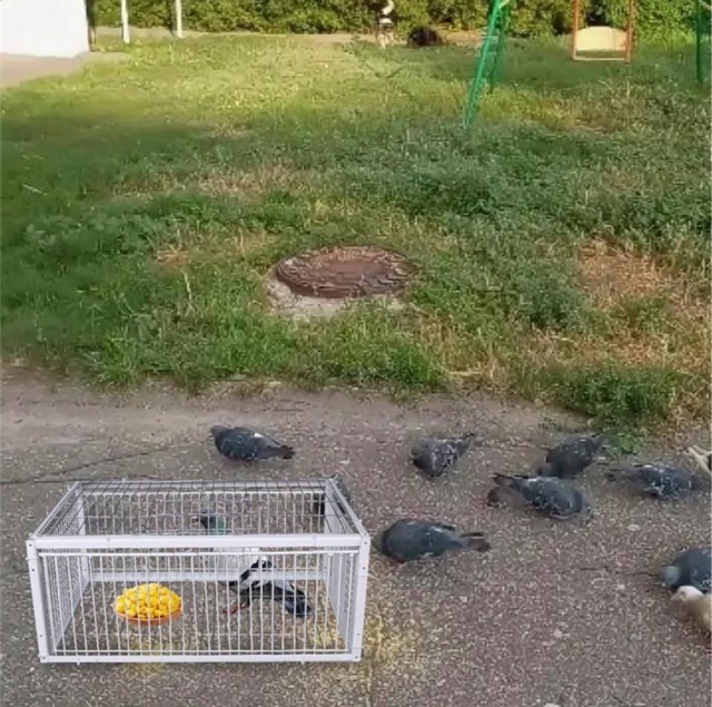 Рассказ о ловушке для голубей и новом образе жизни