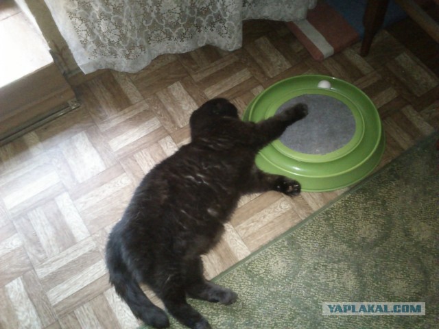 Котовторник 9.07.2013