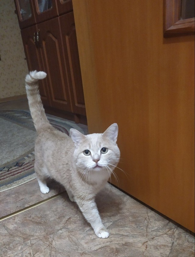 Котовторник