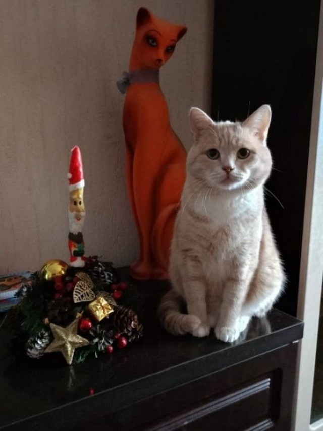 Котовторник,  кот Марс.