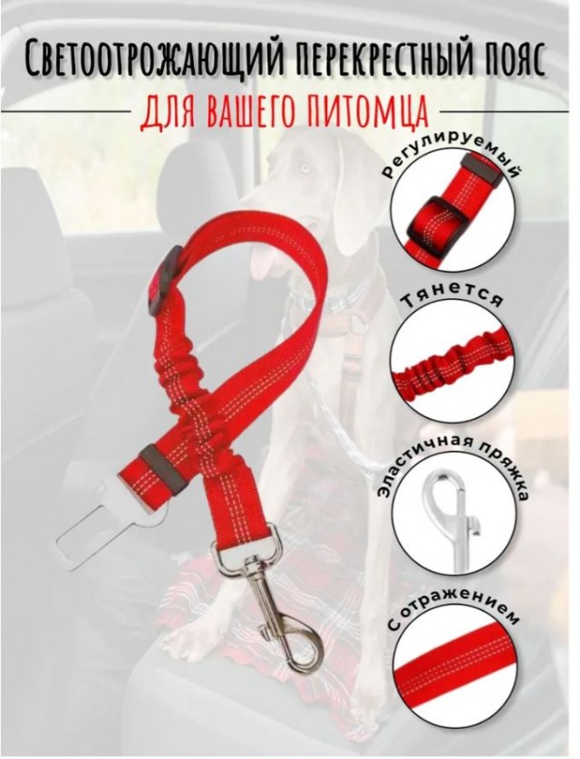 Шпиц непоседа.