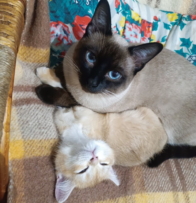 А котовторник уже пришёл?
