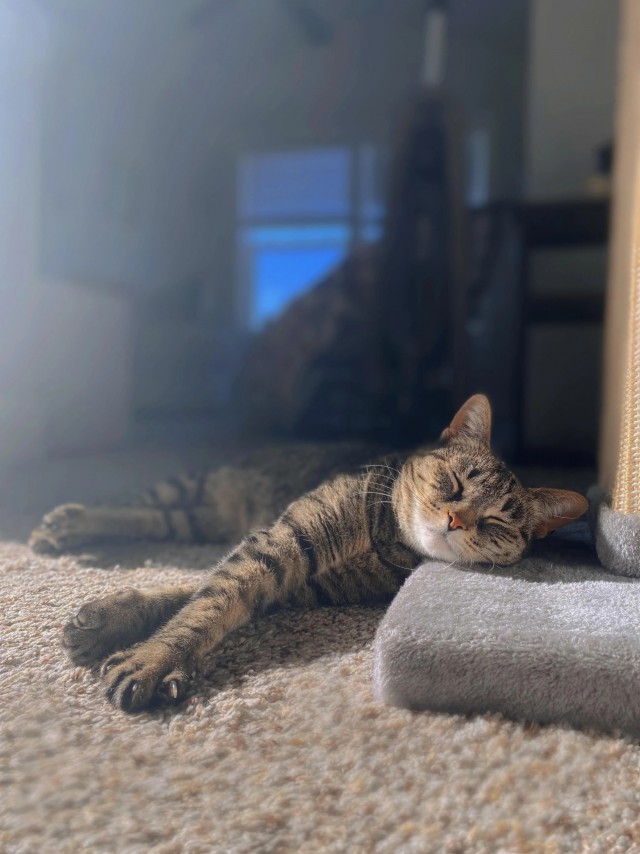 Рандомных фото котов тред