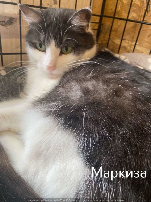 Жизнь домашнего приюта "Котоленд" 534