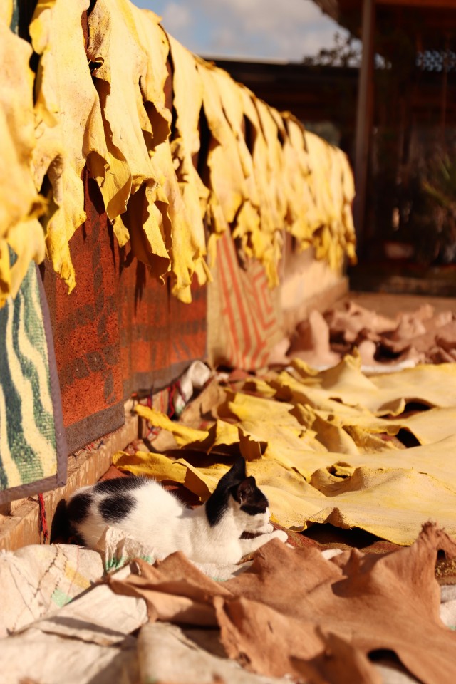 Уличные кошки Марокко