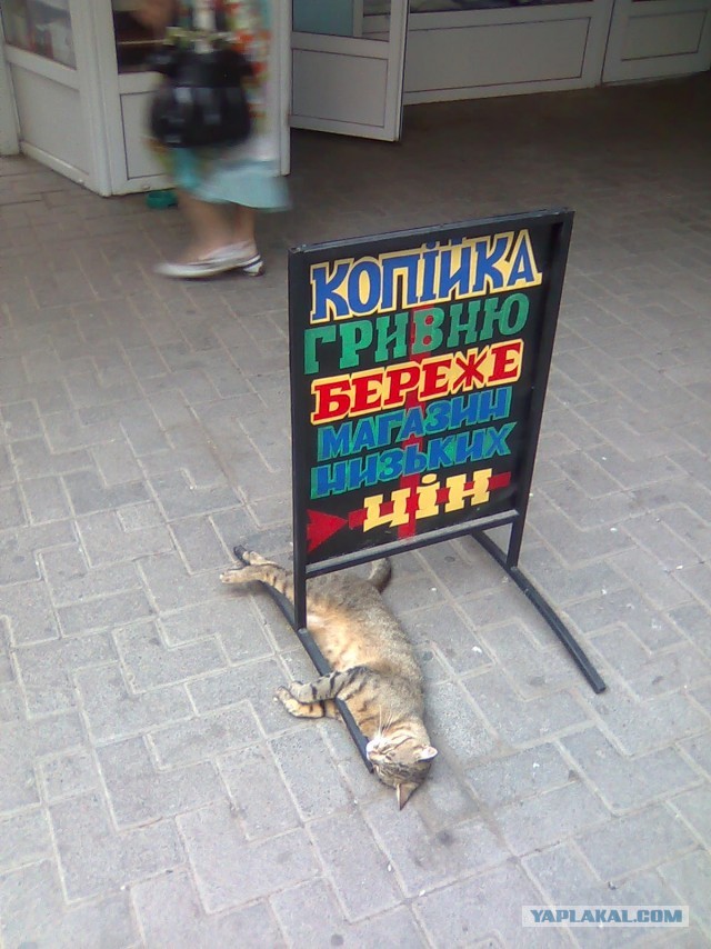 Котейко рубль бережет