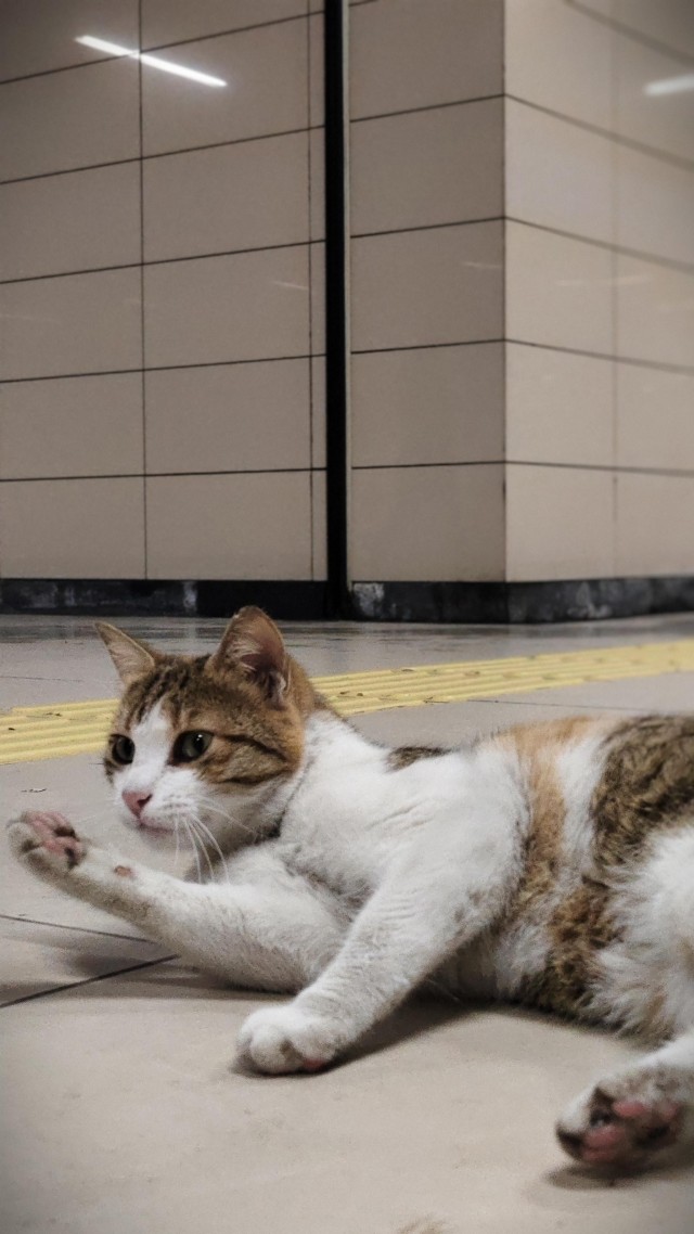 Уличные кошки Стамбула