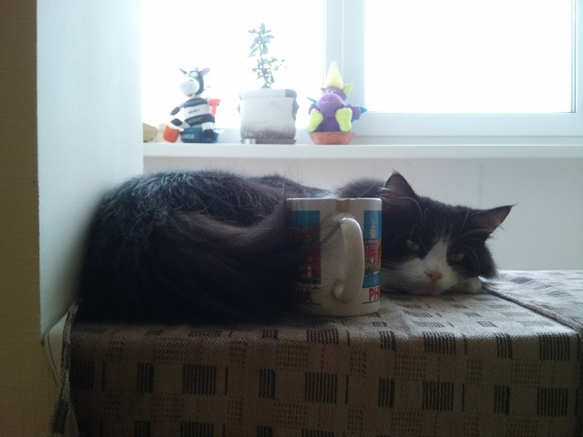 Котейка, который не знает как лежат котейки
