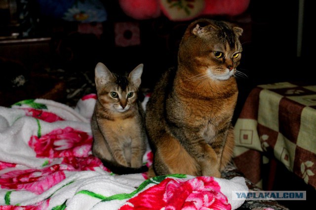 Котовторник  25.03.2014