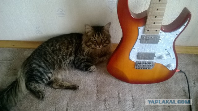 Котовторник  08.04.2014